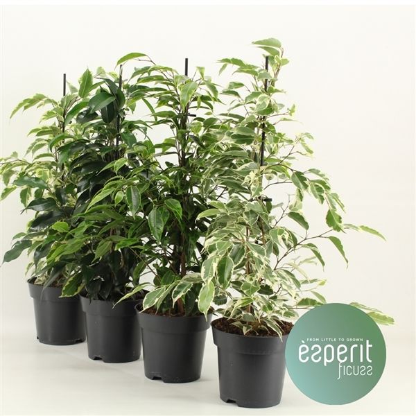 Горшечные цветы и растения оптом Ficus Be Royal Mix 3-4srt от 8шт из Голландии с доставкой по России