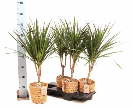 Горшечные цветы и растения оптом Dra Marginata 15cm 3+ In Mand от 4шт из Голландии с доставкой по России