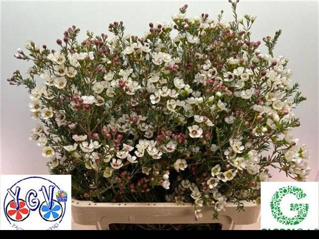 Срезанные цветы оптом Chamelaucium tal от 50шт из Голландии с доставкой по России