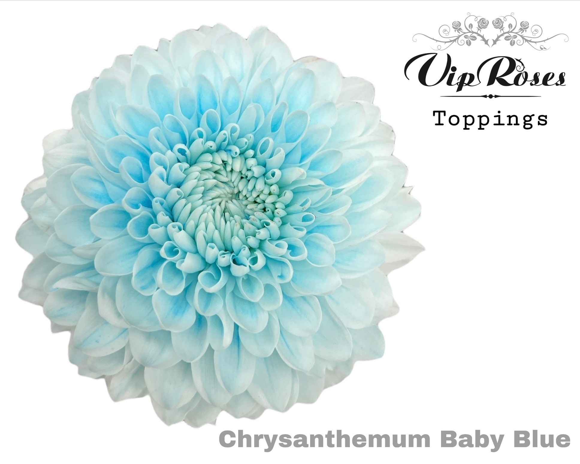 Срезанные цветы оптом Chrys bl paint baby blue от 20шт из Голландии с доставкой по России