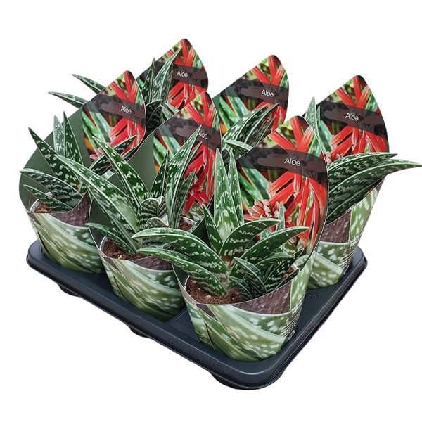 Горшечные цветы и растения оптом Aloe Variegata Potcover от 6шт из Голландии с доставкой по России