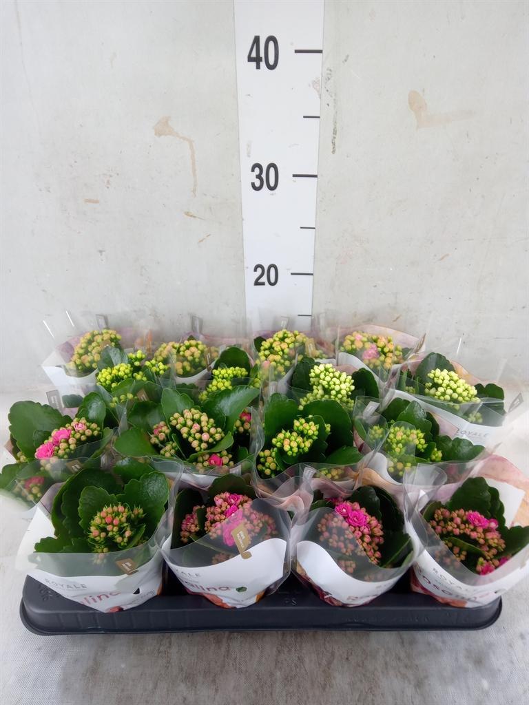 Горшечные цветы и растения оптом Kalan Royale Mix от 16шт (для телеги) из Голландии с доставкой по России