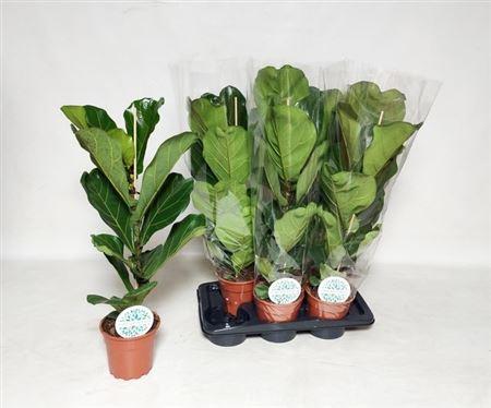 Горшечные цветы и растения оптом Ficus Lyrata от 6шт из Голландии с доставкой по России