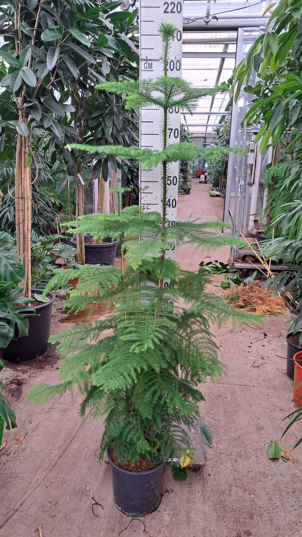 Горшечные цветы и растения оптом Araucaria от 1шт из Голландии с доставкой по России