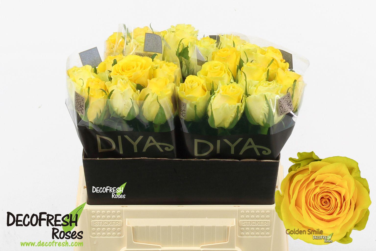 Срезанные цветы оптом Rosa large golden smile от 30шт из Голландии с доставкой по России