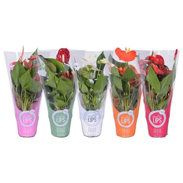 Горшечные цветы и растения оптом Anth An Mix 3+ In Sleeve (morelips) от 12шт из Голландии с доставкой по России