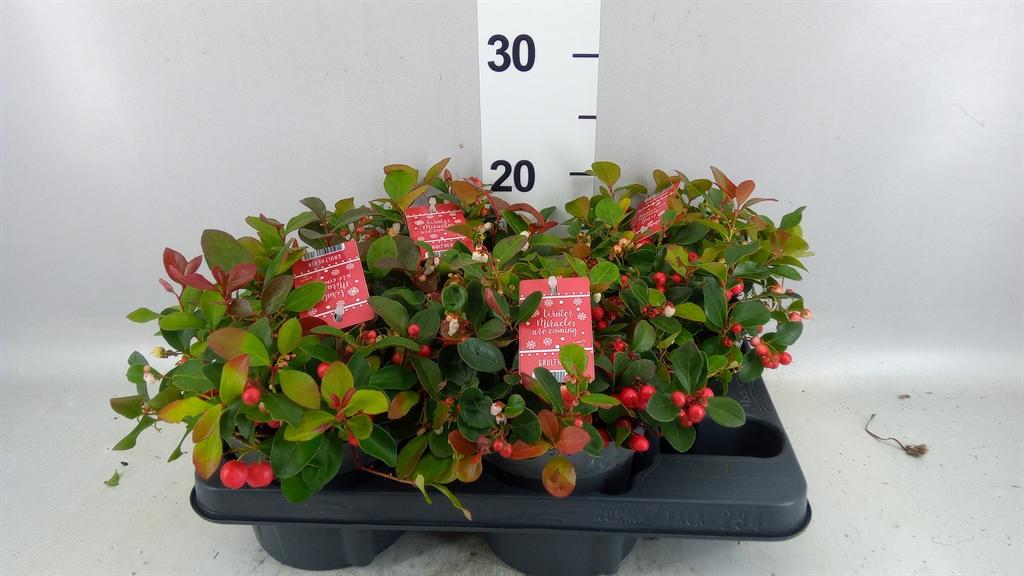 Горшечные цветы и растения оптом Gaultheria Proc. big Berry от 4шт из Голландии с доставкой по России