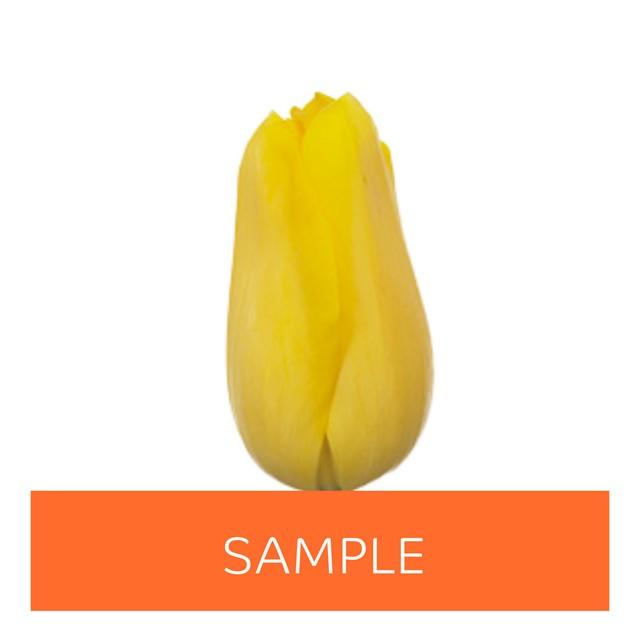 Срезанные цветы оптом Tulipa si (our choice) yellow от 150шт из Голландии с доставкой по России