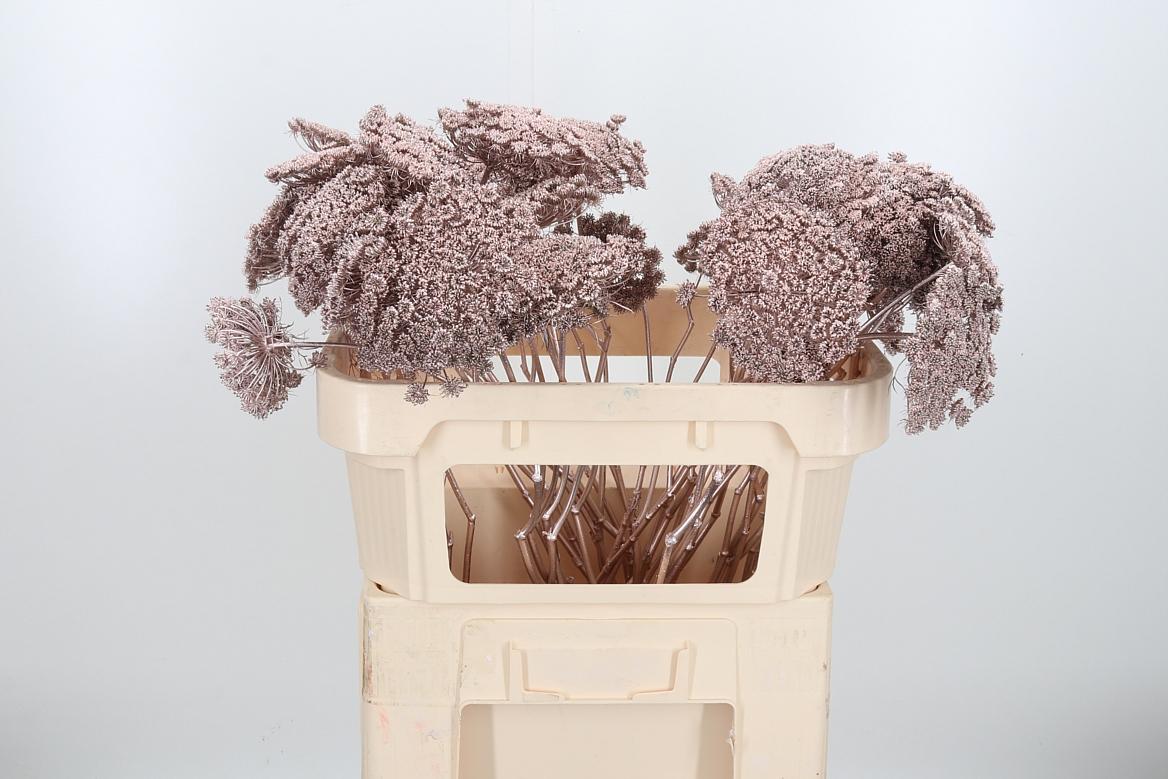 Срезанные цветы оптом Ammi sead paint champagne от 50шт из Голландии с доставкой по России Срезанные цветы оптом Ammi sead paint champagne от 50шт из Голландии с доставкой по России