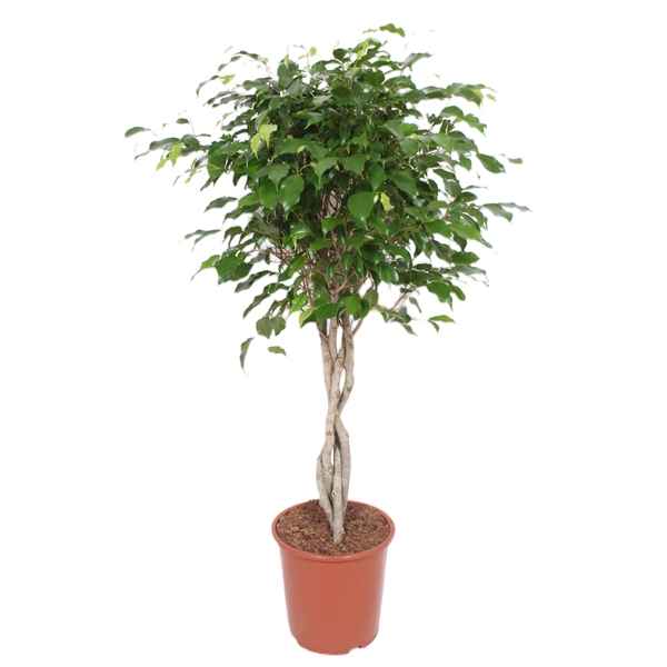 Горшечные цветы и растения оптом Ficus Be Exotica Spiral On Braided Stem от 1шт из Голландии с доставкой по России