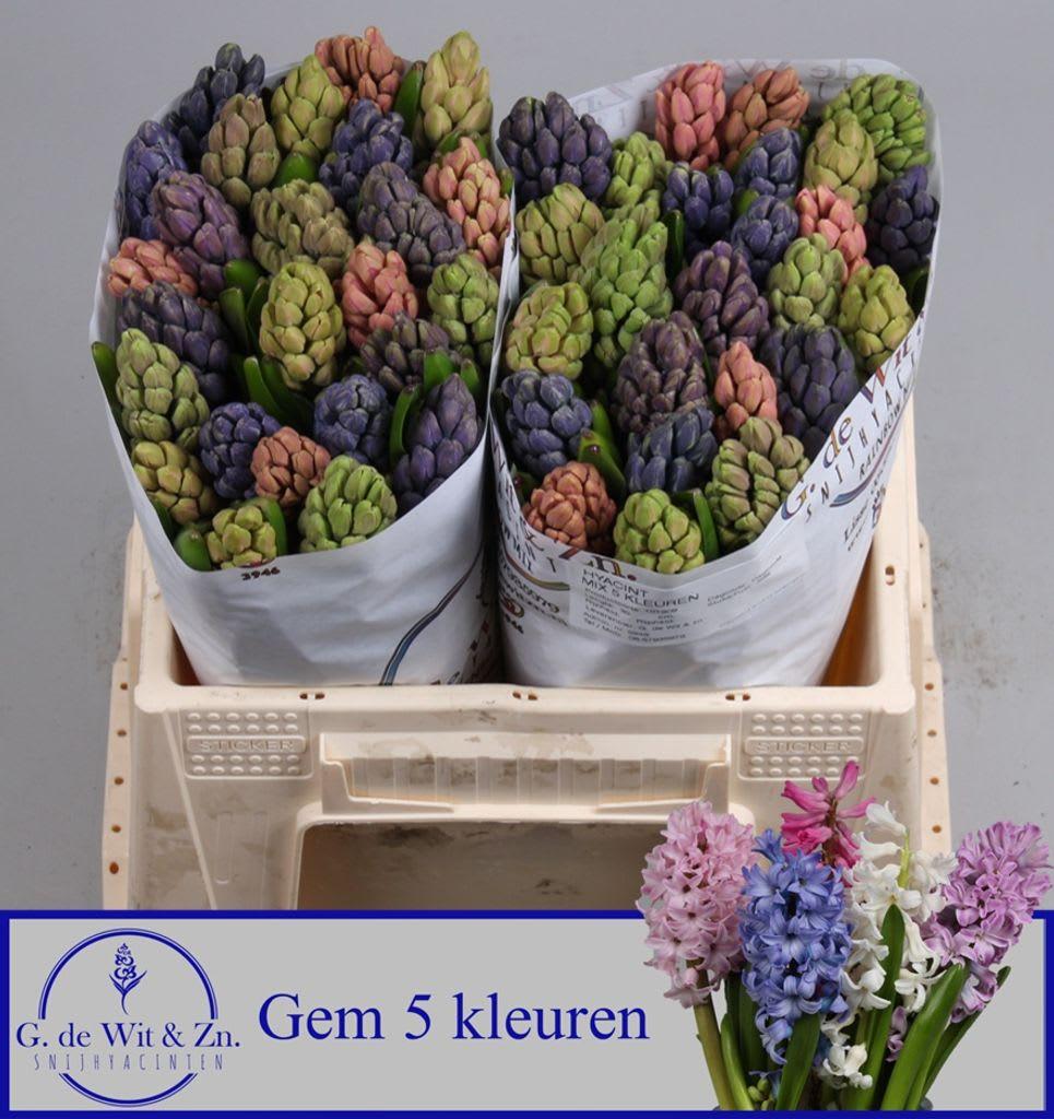 Срезанные цветы оптом Hyacinthus rainbow (mixbunch) от 50шт из Голландии с доставкой по России