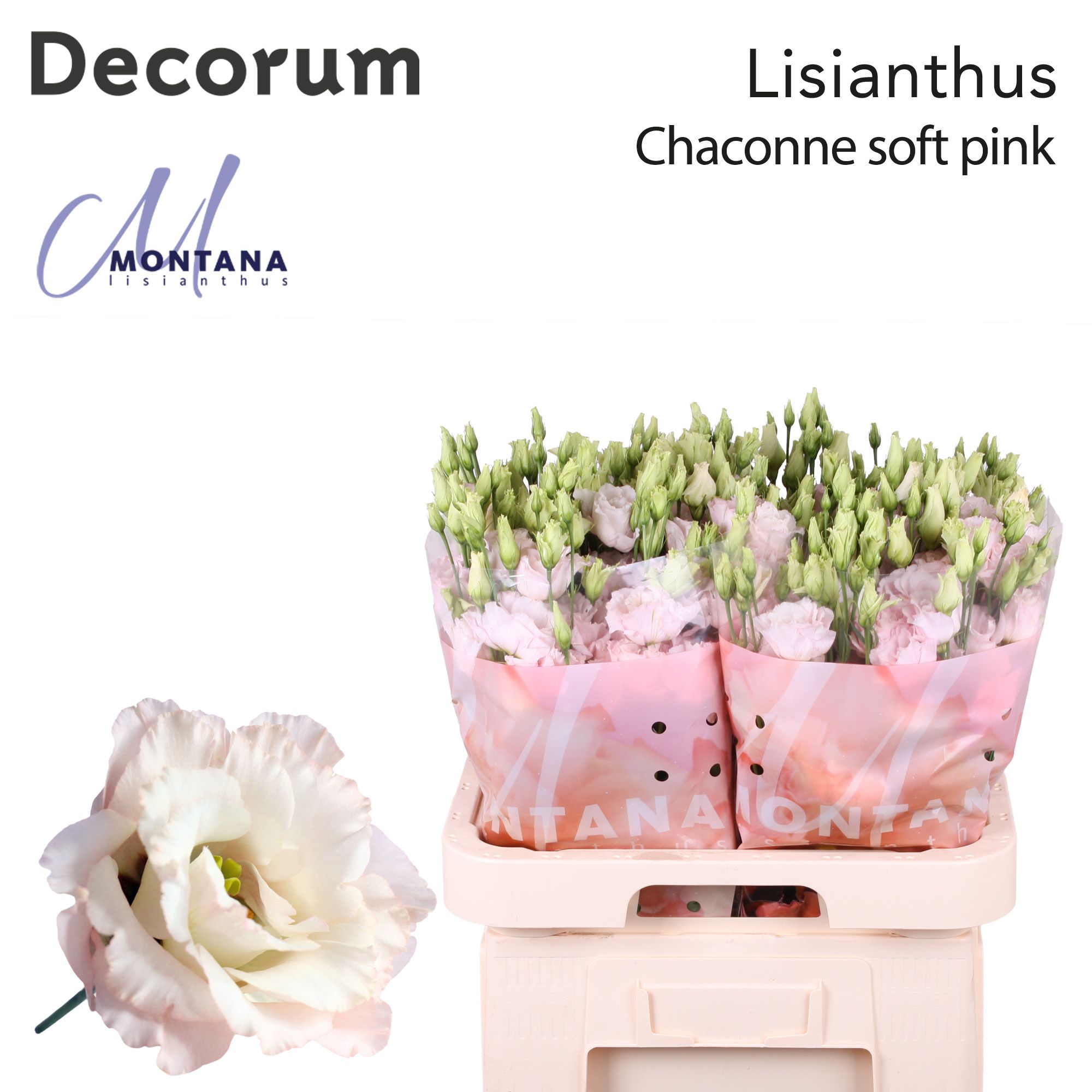 Срезанные цветы оптом Lisianthus do chaconne soft от 40шт из Голландии с доставкой по России