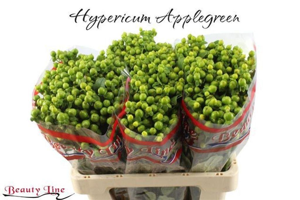 Срезанные цветы оптом Hypericum globo applegreen от 75шт из Голландии с доставкой по России