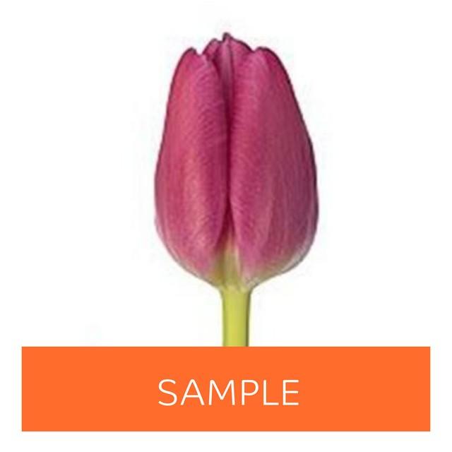 Срезанные цветы оптом Tulipa si (our choice) cerise от 100шт из Голландии с доставкой по России