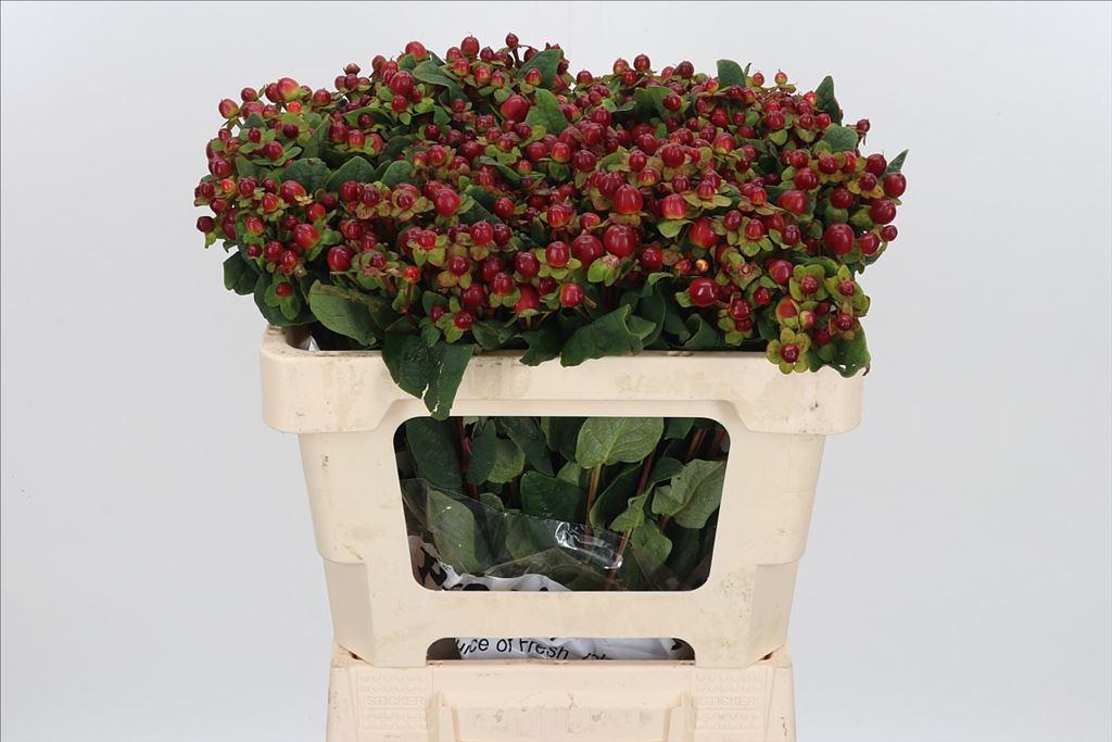 Срезанные цветы оптом Hypericum mag seasons от 75шт из Голландии с доставкой по России