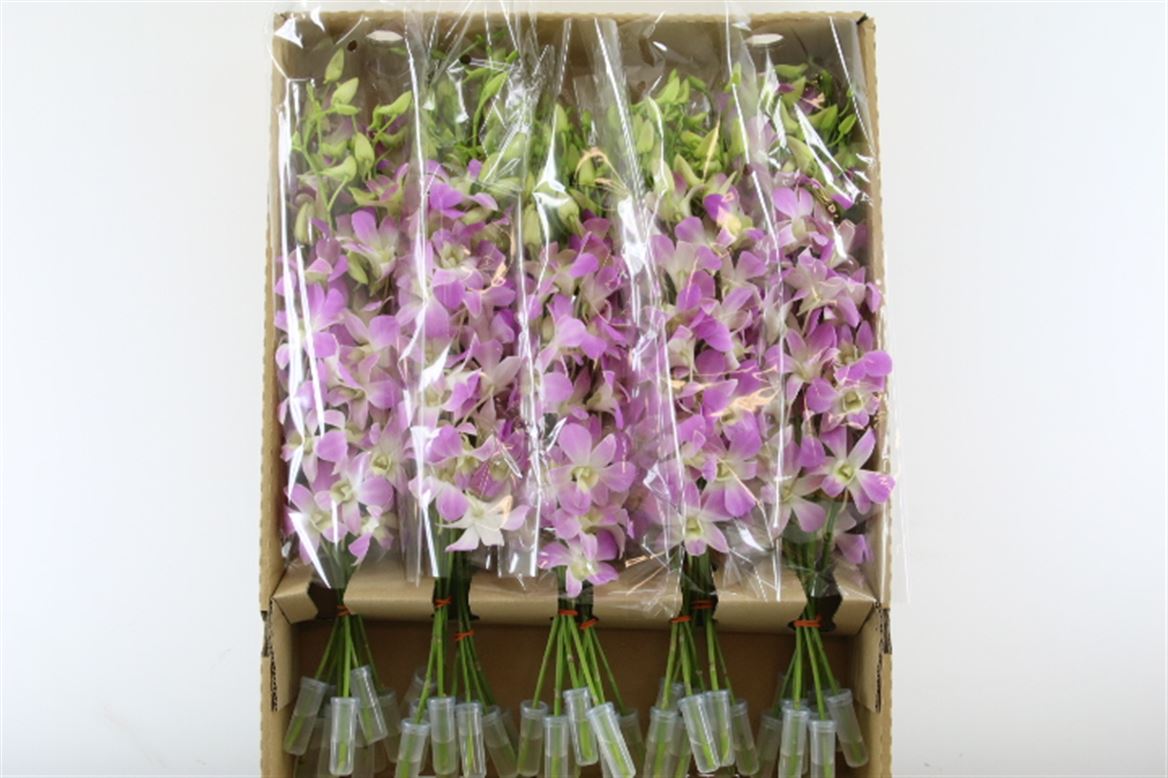 Срезанные цветы оптом Dendrobium lucy pink от 50шт из Голландии с доставкой по России