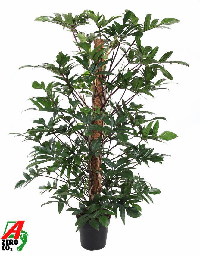 Горшечные цветы и растения оптом Philodendron Pedatum Mosspole от 1шт из Голландии с доставкой по России