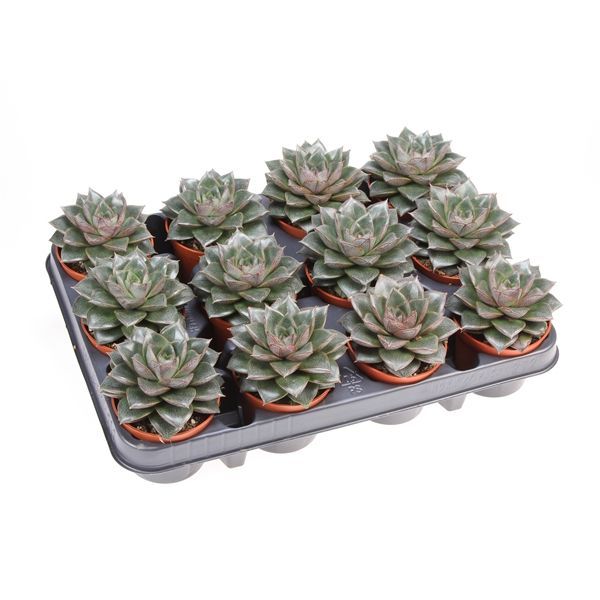 Горшечные цветы и растения оптом Echeveria Purpesorum от 12шт из Голландии с доставкой по России