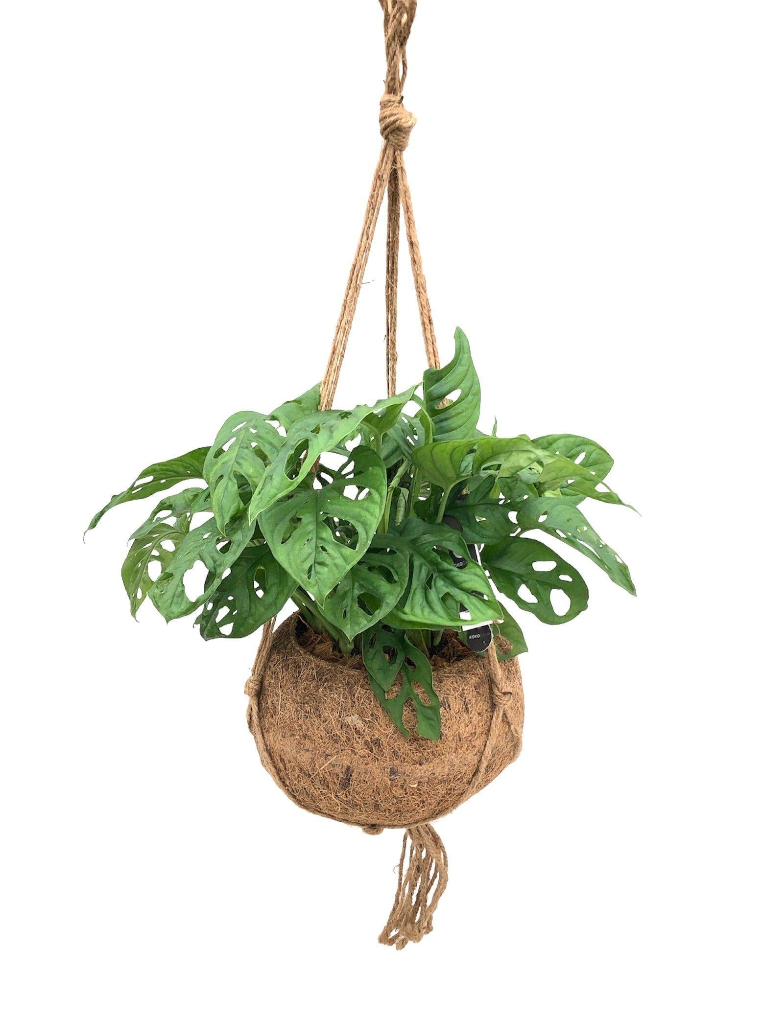 Горшечные цветы и растения оптом Monstera Monkey Leaf от 1шт из Голландии с доставкой по России