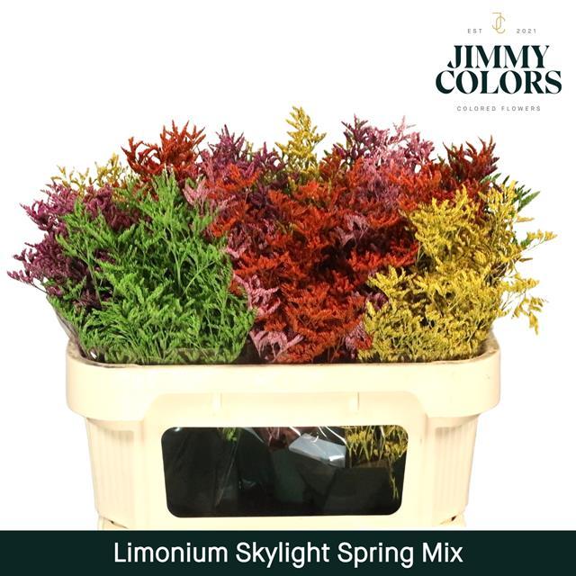Срезанные цветы оптом Limonium paint mix spring от 75шт из Голландии с доставкой по России
