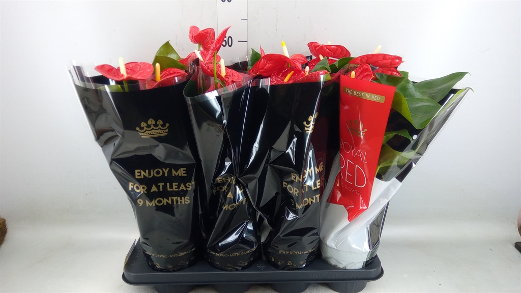 Горшечные цветы и растения оптом Anth An Madural Royal Red 4+ от 8шт из Голландии с доставкой по России