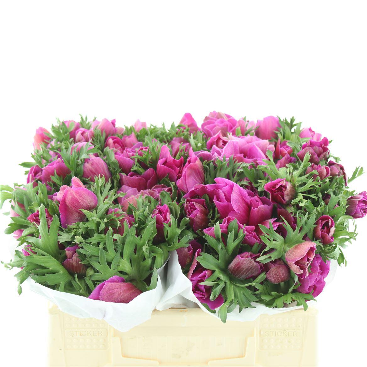 Срезанные цветы оптом Anemone mistral plus fuchsia от 100шт из Голландии с доставкой по России