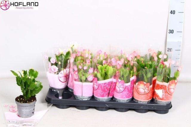 Горшечные цветы и растения оптом Schlumb Gem 3 Kl от 18шт (для телеги) из Голландии с доставкой по России