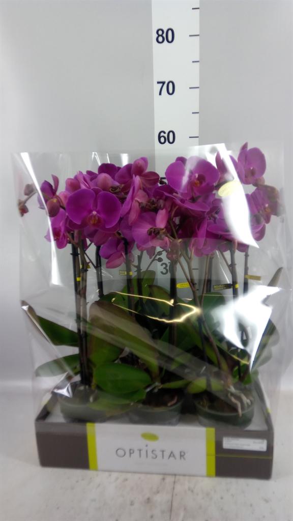 Горшечные цветы и растения оптом Phalaenopsis ...lilac от 6шт из Голландии с доставкой по России