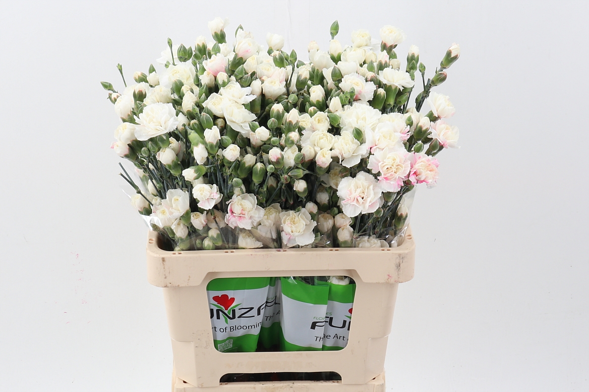 Срезанные цветы оптом Dianthus sp paint pastel pink от 100шт из Голландии с доставкой по России