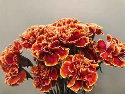 Срезанные цветы оптом Dianthus st paint roma от 80шт из Голландии с доставкой по России