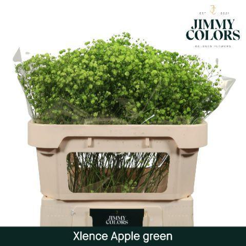 Срезанные цветы оптом Gyps large paint applegreen от 25шт из Голландии с доставкой по России