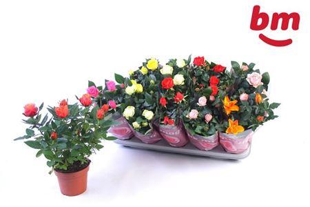 Горшечные цветы и растения оптом Rosa Beau Monde Mix от 10шт из Голландии с доставкой по России