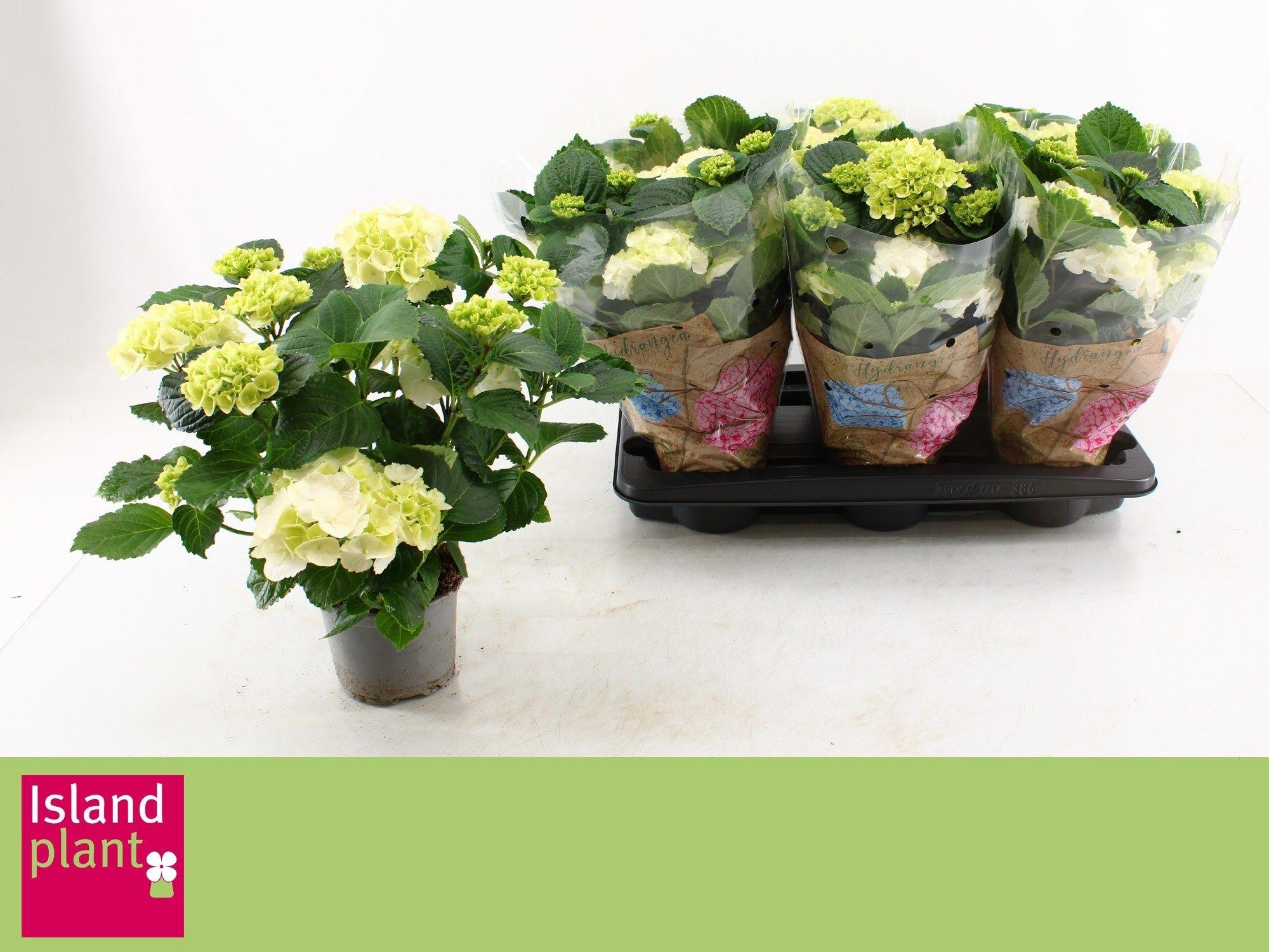 Горшечные цветы и растения оптом Hydr M Schneeball от 6шт из Голландии с доставкой по России