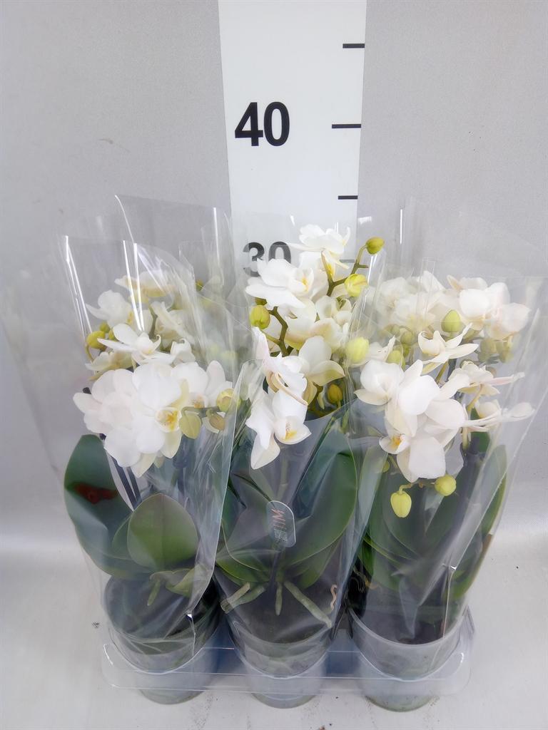 Горшечные цветы и растения оптом Phalaenopsis Multi. ant Zurich от 6шт (для телеги) из Голландии с доставкой по России