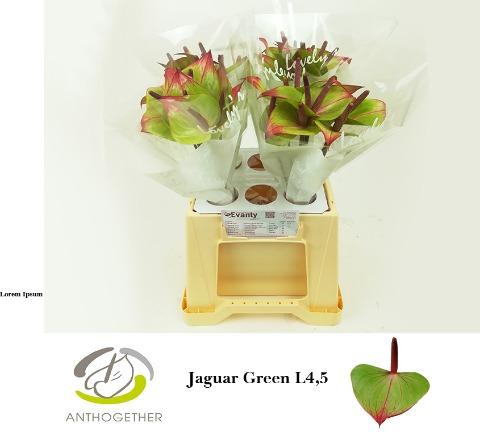 Срезанные цветы оптом Anthurium jaguar green от 40шт из Голландии с доставкой по России