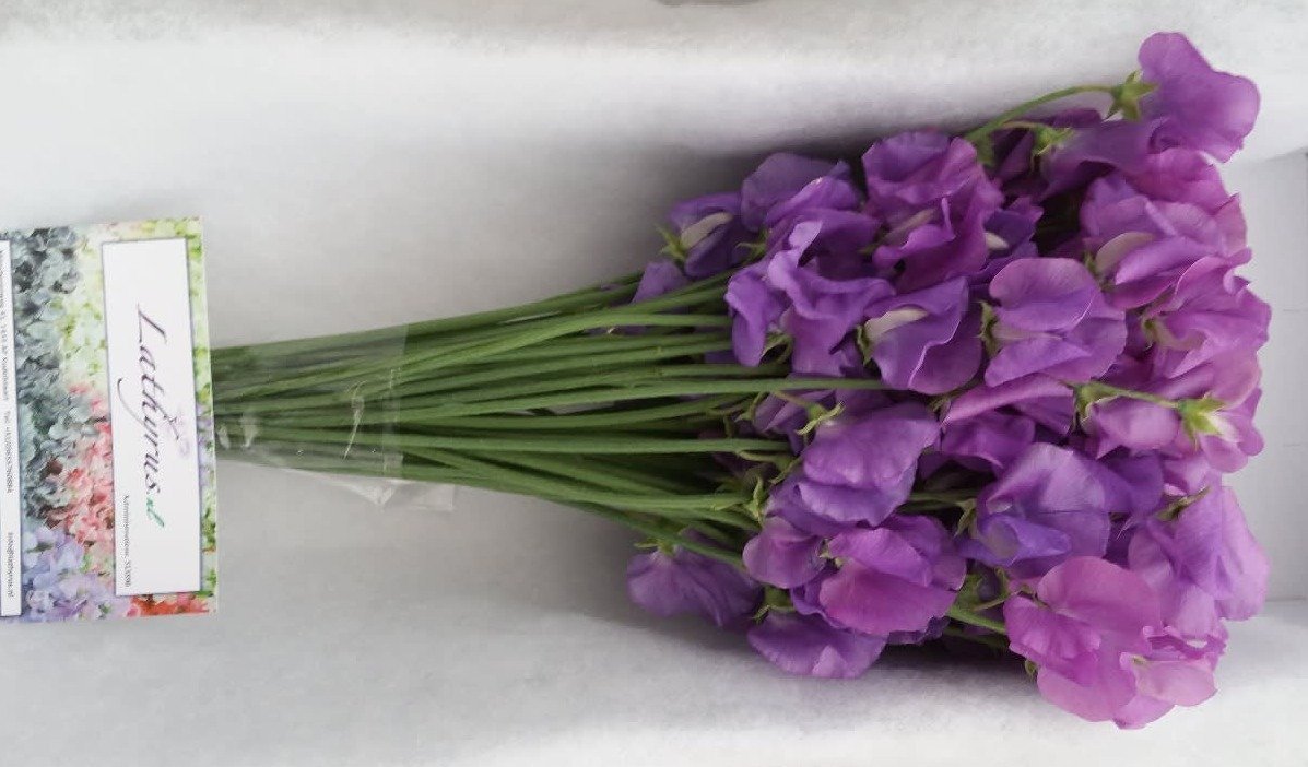 Срезанные цветы оптом Lathyrus od mauve от 50шт. из Голландии с доставкой по России