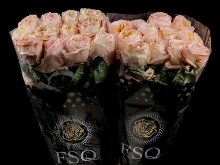 Срезанные цветы оптом Rosa ec cream xpression от 40шт из Голландии с доставкой по России