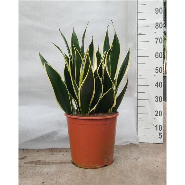 Горшечные цветы и растения оптом Sansevieria Night Schade от 1шт из Голландии с доставкой по России