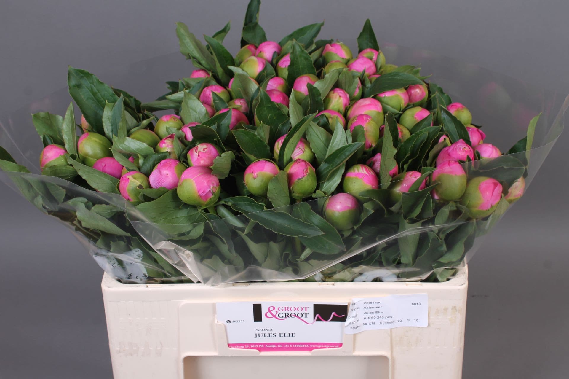 Срезанные цветы оптом Paeonia monsieur jules elie от 60шт из Голландии с доставкой по России