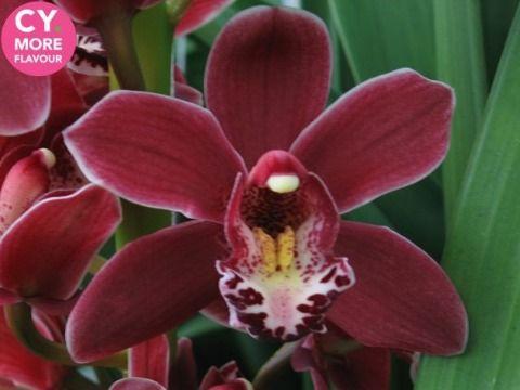 Срезанные цветы оптом Minicymbidium sultan от 8шт. из Голландии с доставкой по России