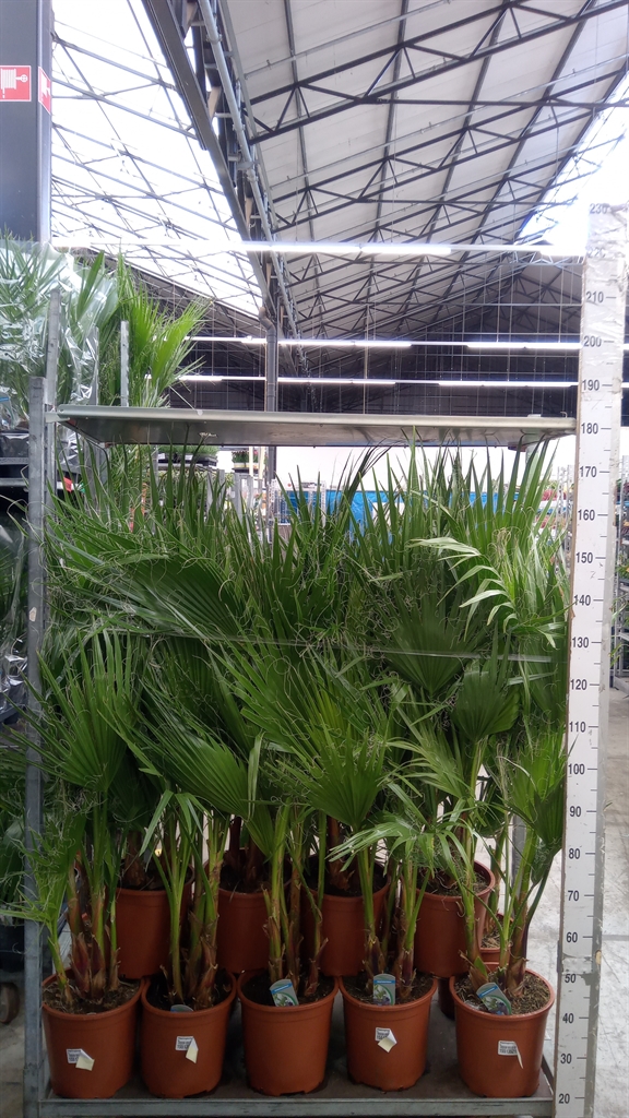 Горшечные цветы и растения оптом Washingtonia Filifera от 1шт из Голландии с доставкой по России