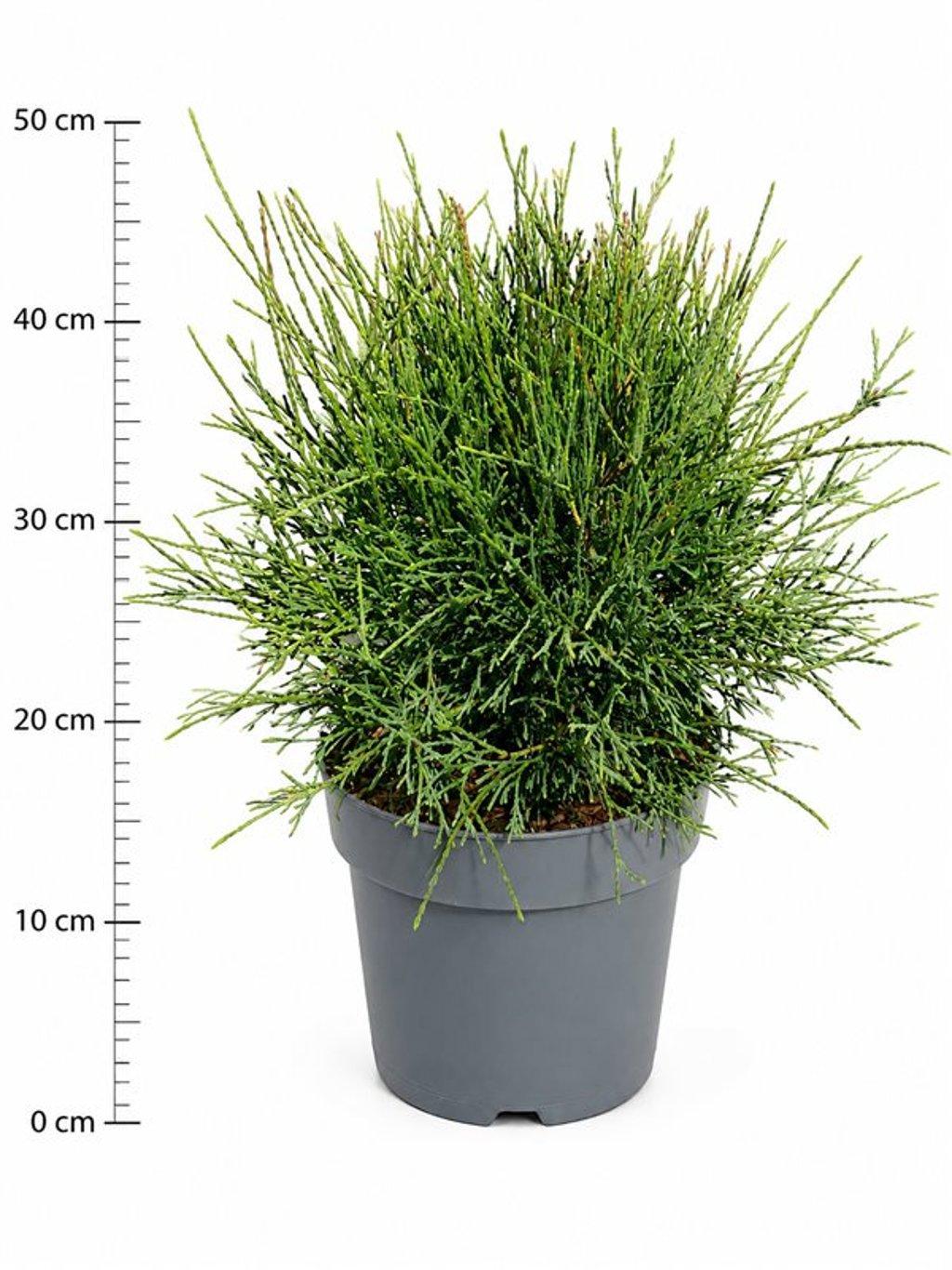 Горшечные цветы и растения оптом Thuja Occ. little Filley от 1шт из Голландии с доставкой по России