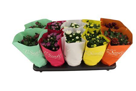 Горшечные цветы и растения оптом Chrys Gr Bm Sosi Gem от 10шт из Голландии с доставкой по России