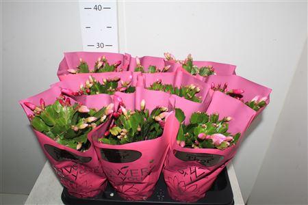 Горшечные цветы и растения оптом Schlumb Ov 45+ Rose от 9шт из Голландии с доставкой по России