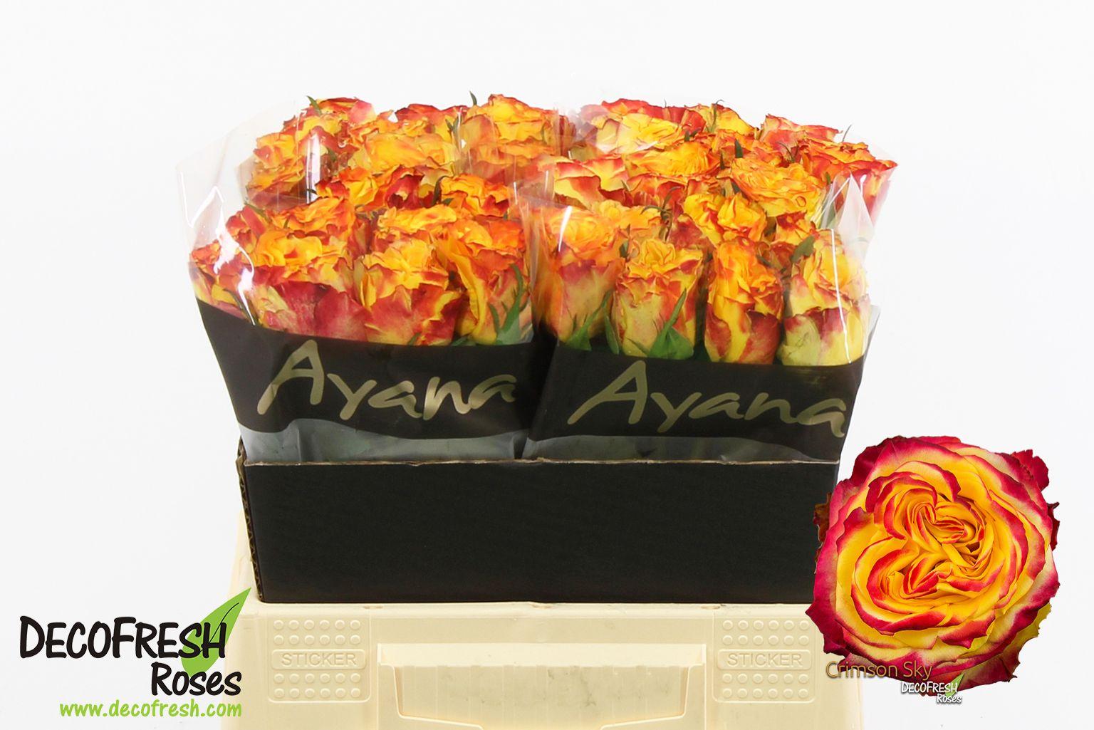 Срезанные цветы оптом Rosa large crimson sky+ от 30шт из Голландии с доставкой по России