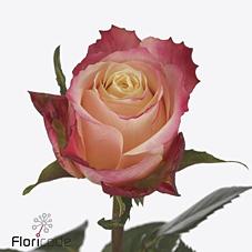 Срезанные цветы оптом Rosa large mai tai от 50шт из Голландии с доставкой по России