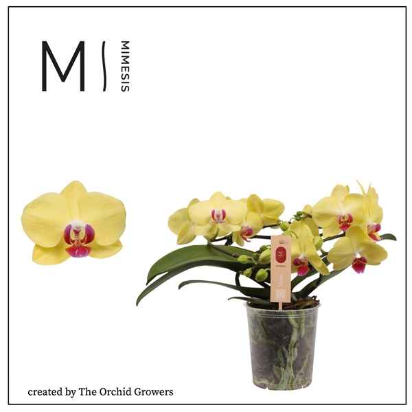 Горшечные цветы и растения оптом Phal 2st Muse Yellow 25+ (orchid Growers) от 3шт из Голландии с доставкой по России