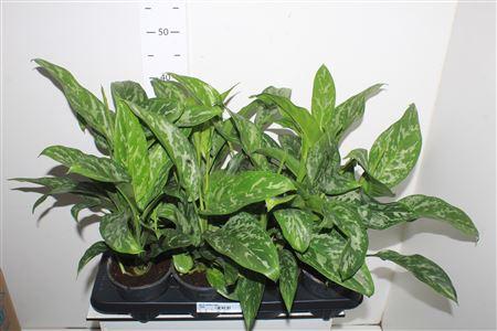 Горшечные цветы и растения оптом Ag Kl Green Lady от 8шт из Голландии с доставкой по России
