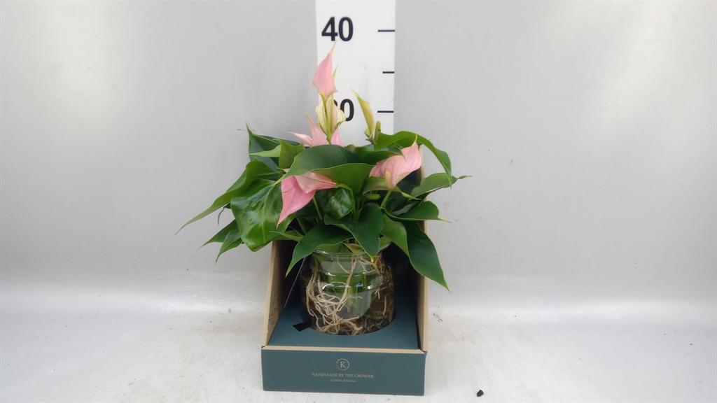 Горшечные цветы и растения оптом Anthurium karma Pink от 1шт из Голландии с доставкой по России