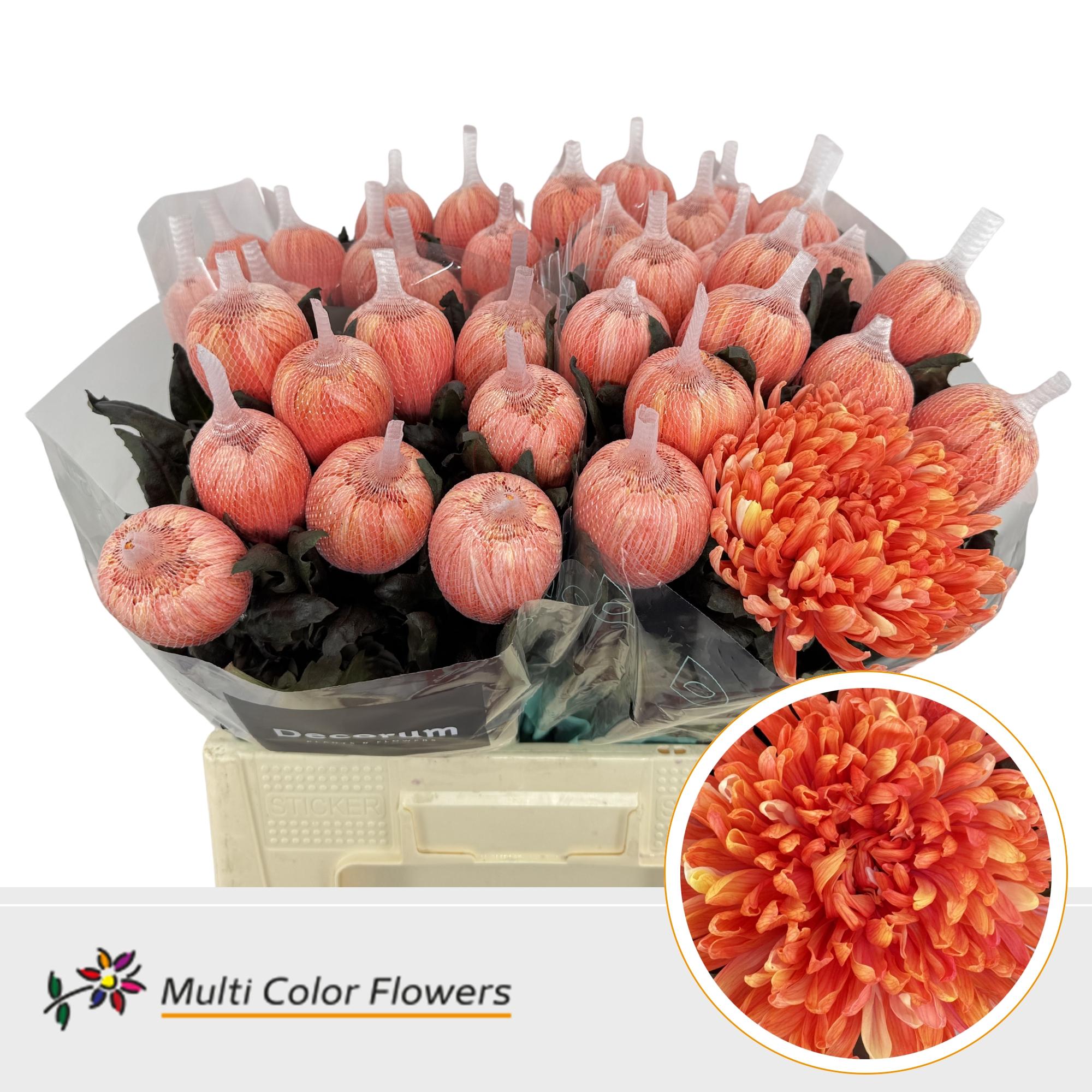 Срезанные цветы оптом Chrys bl paint antonov roma от 40шт из Голландии с доставкой по России